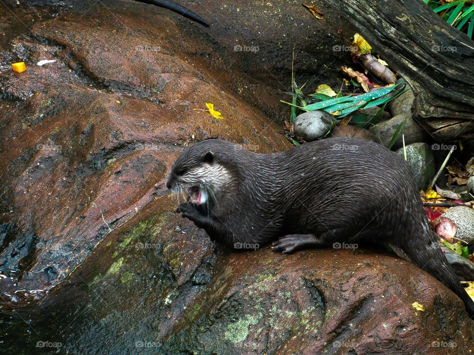 otter at London zoo