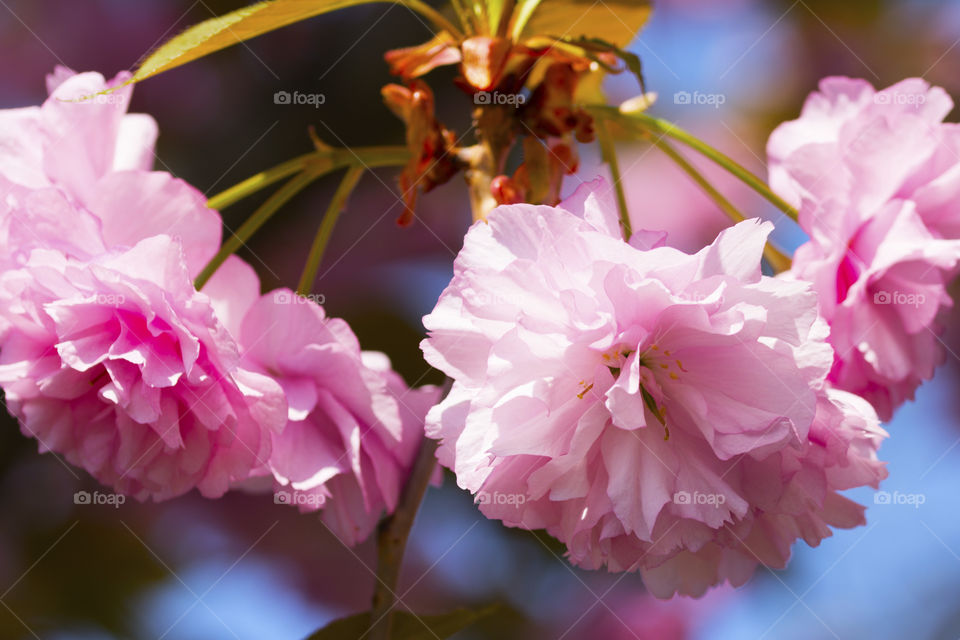 Delicate pastel colors of spring flowers