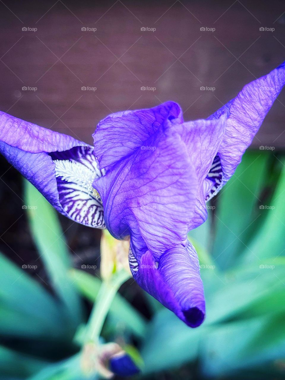 Purple iris and green leaves 