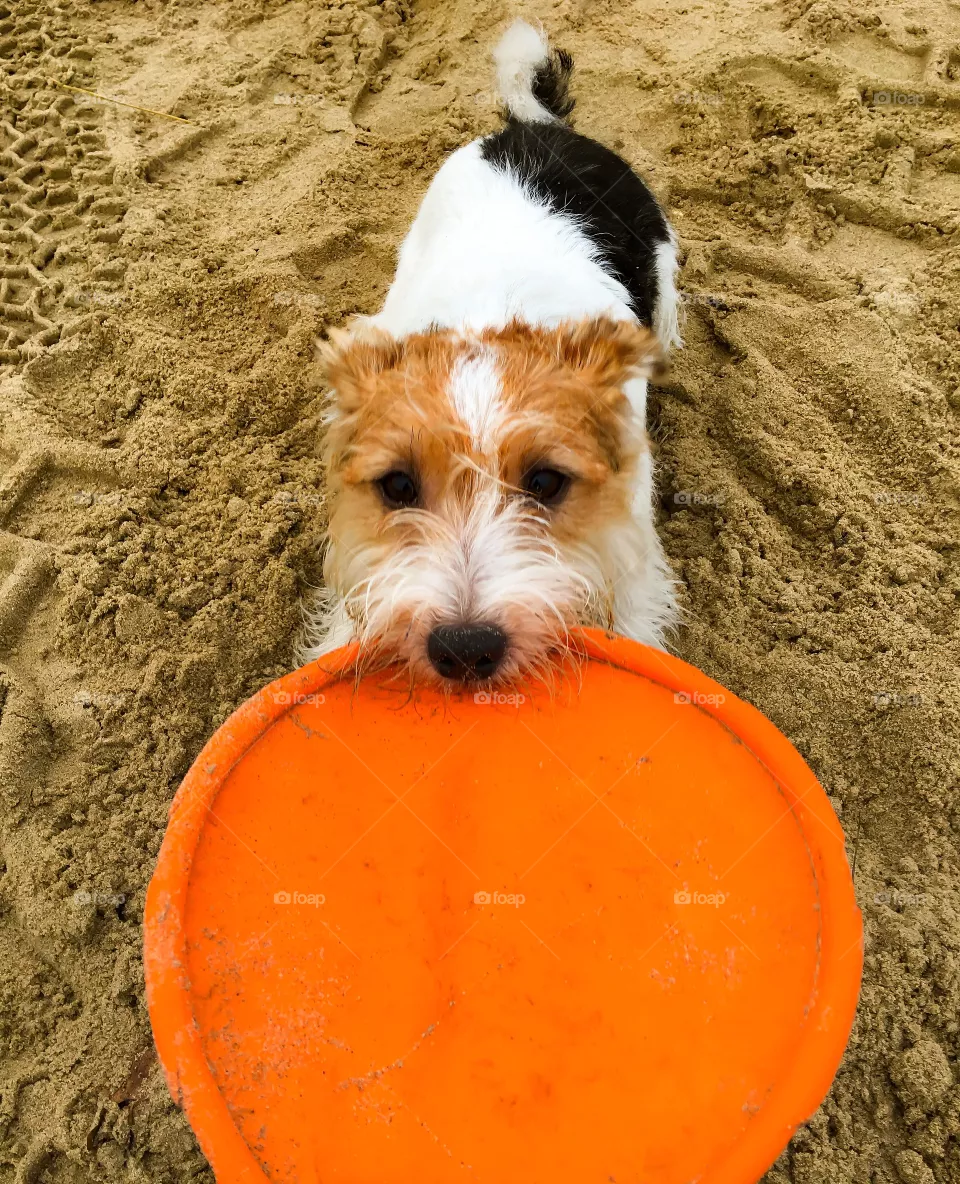 Dog