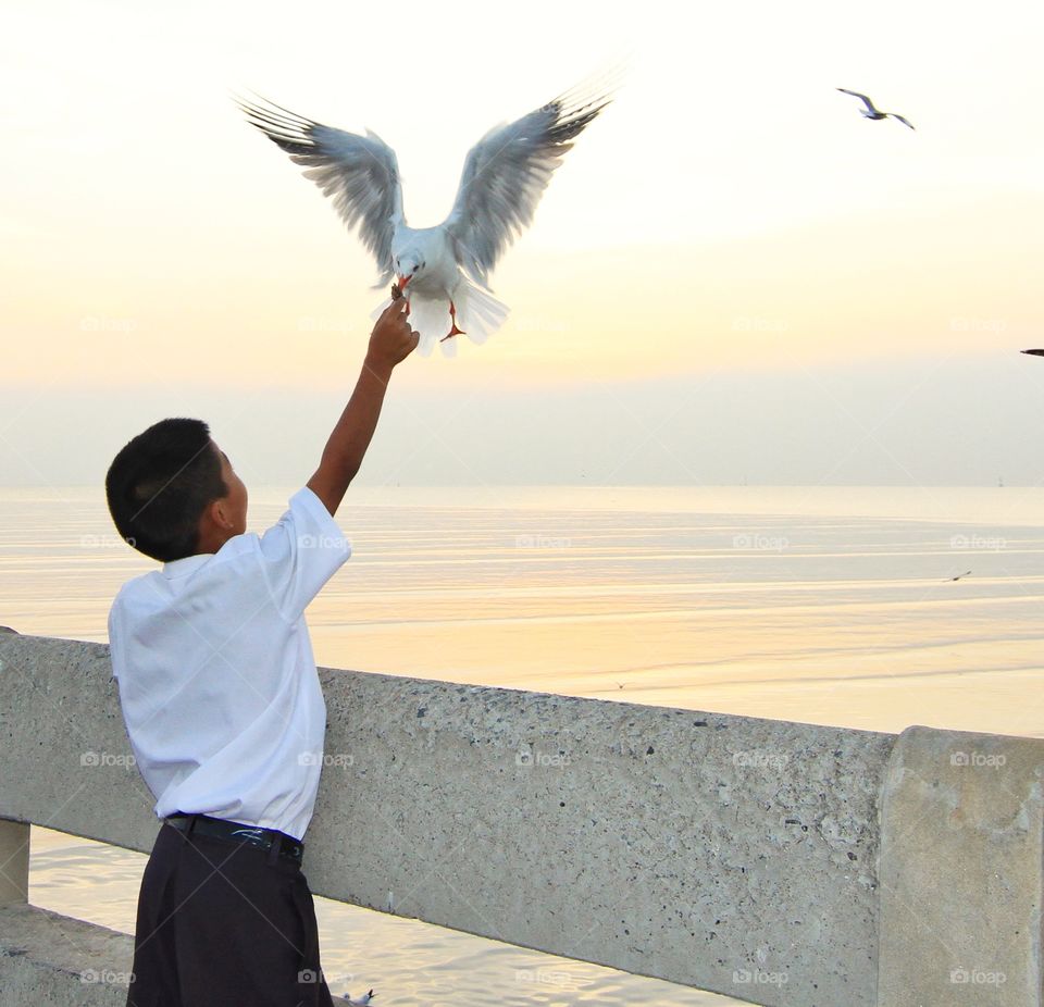 Rear view of boy feeding seagull