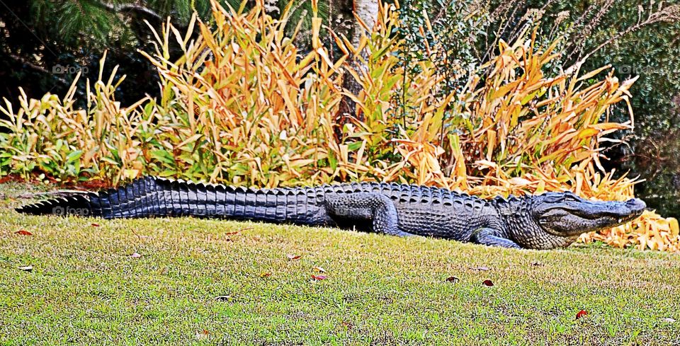 South Carolina 