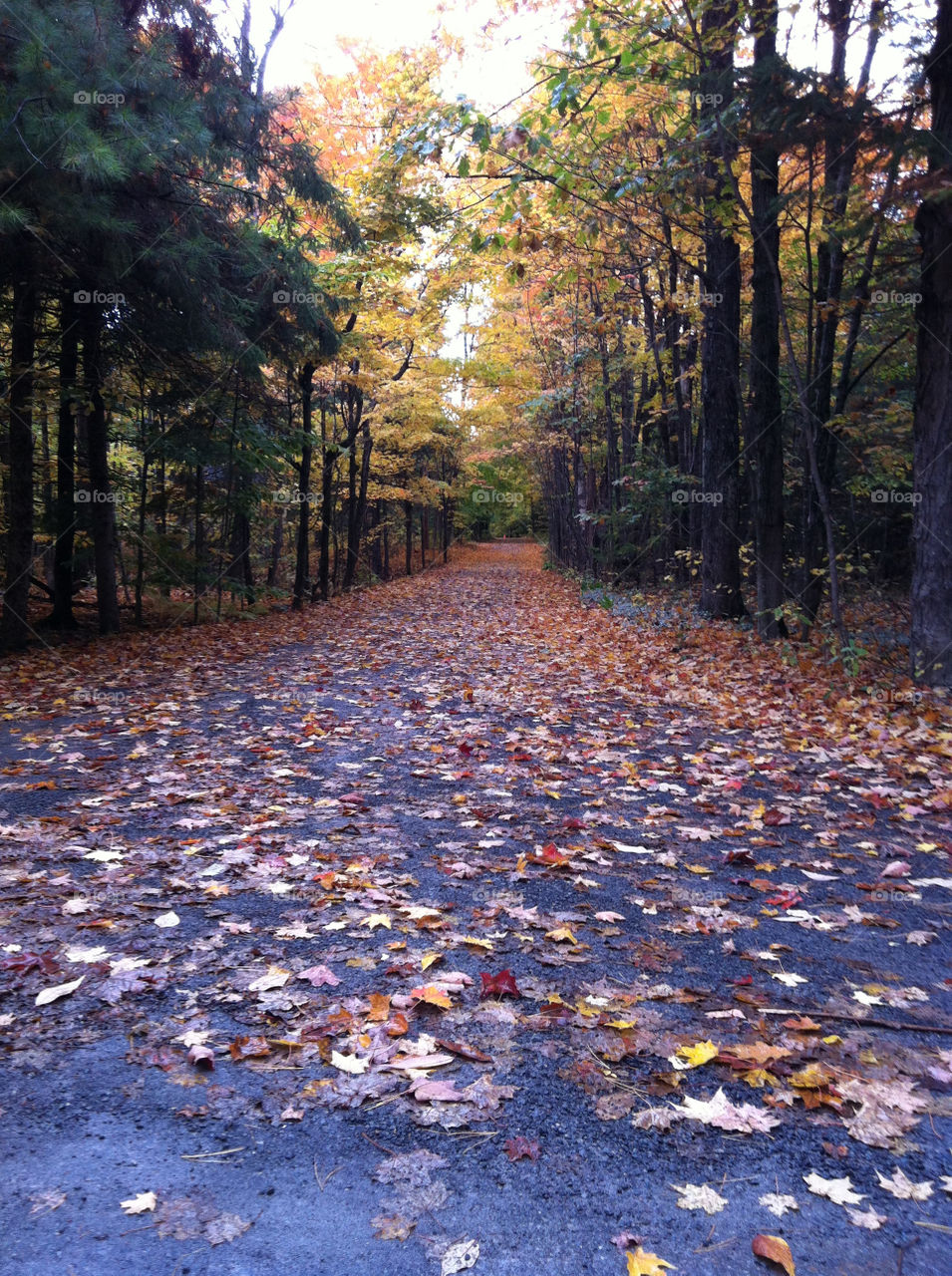 trees leaves park road by peacephotos