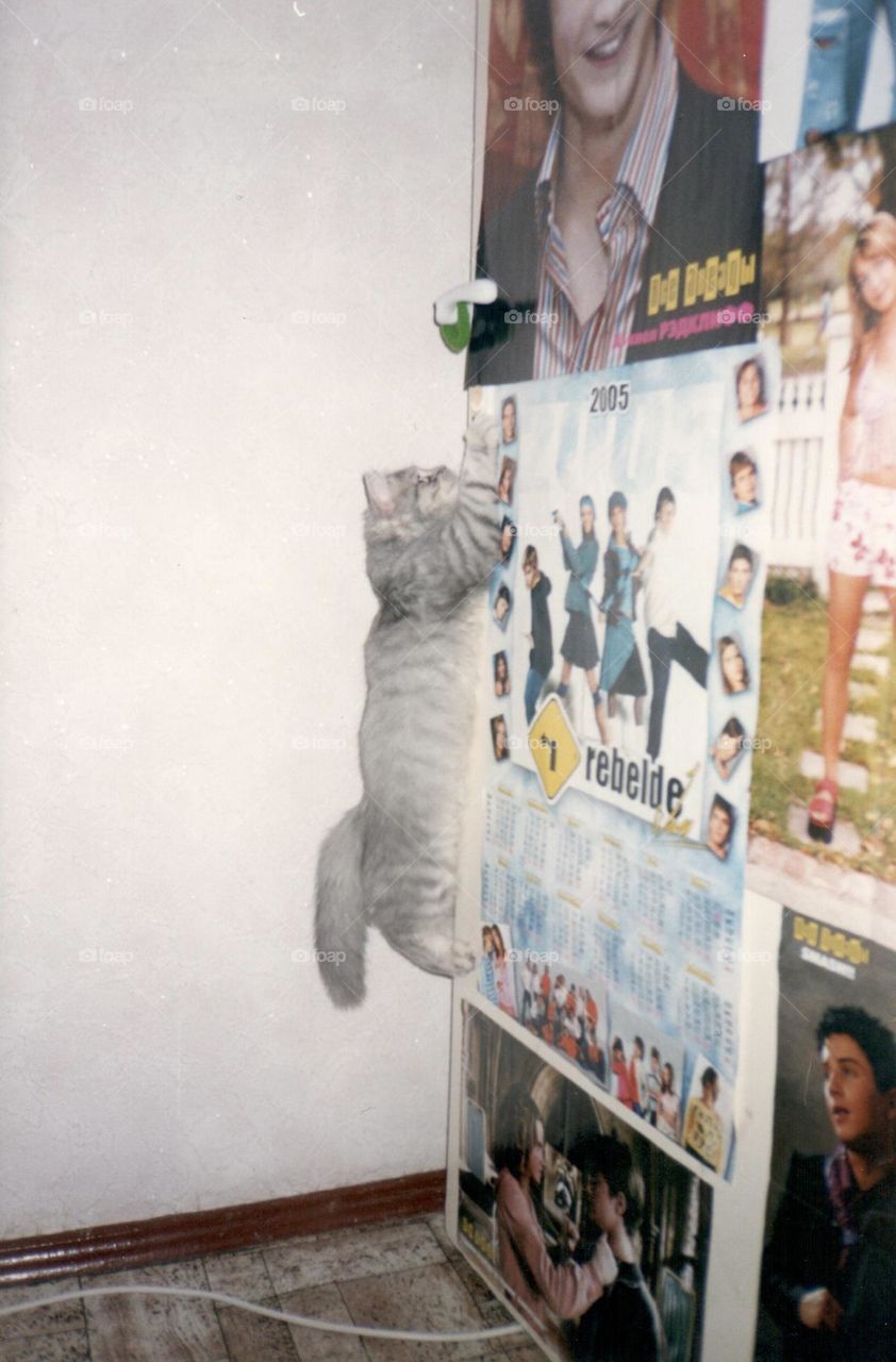 Cat is jumping 