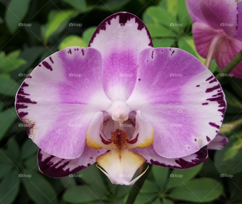 orchid