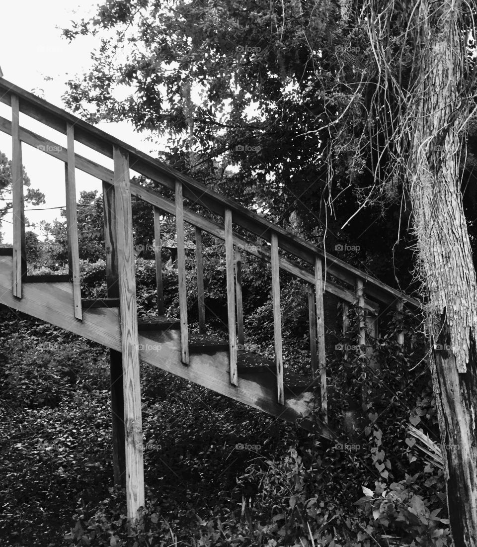 Stairs and tree 