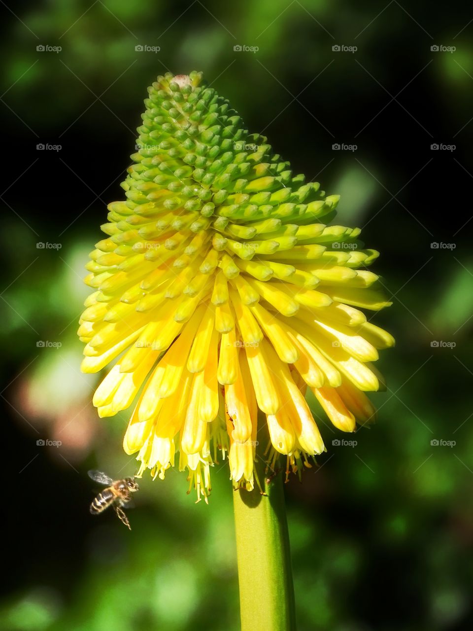 The beauty of the flowers
