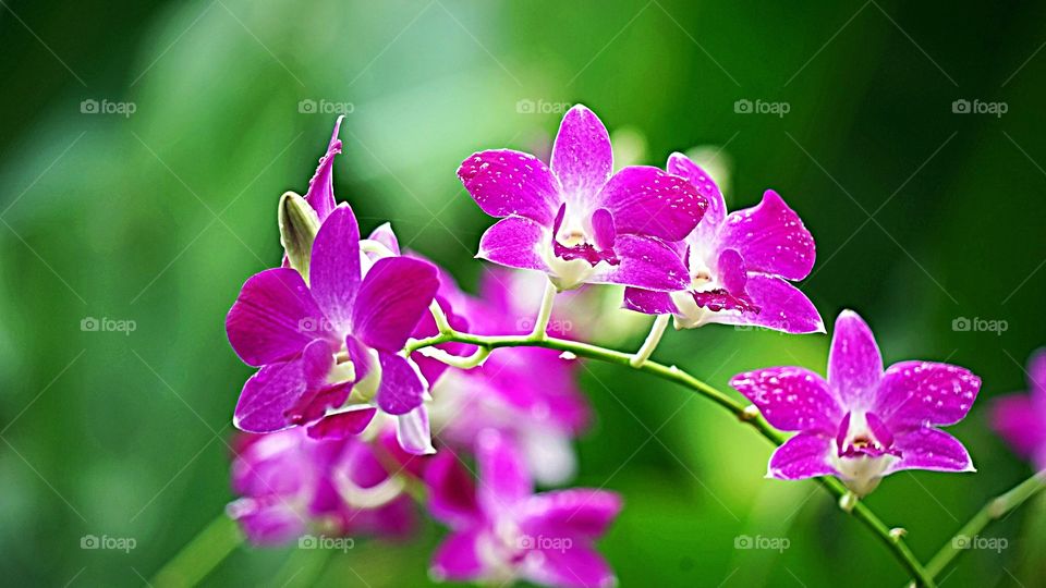 Orquídeas -
Lélia Púrpura (Laelia Purpurata) ou  Cattleya purpurata