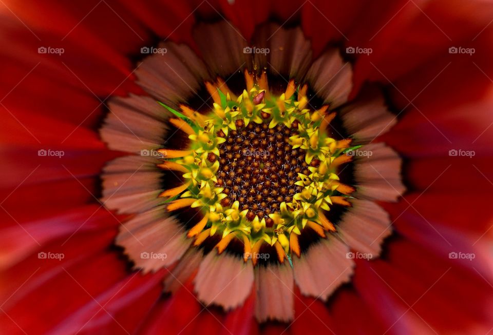 Macro photo of red flower