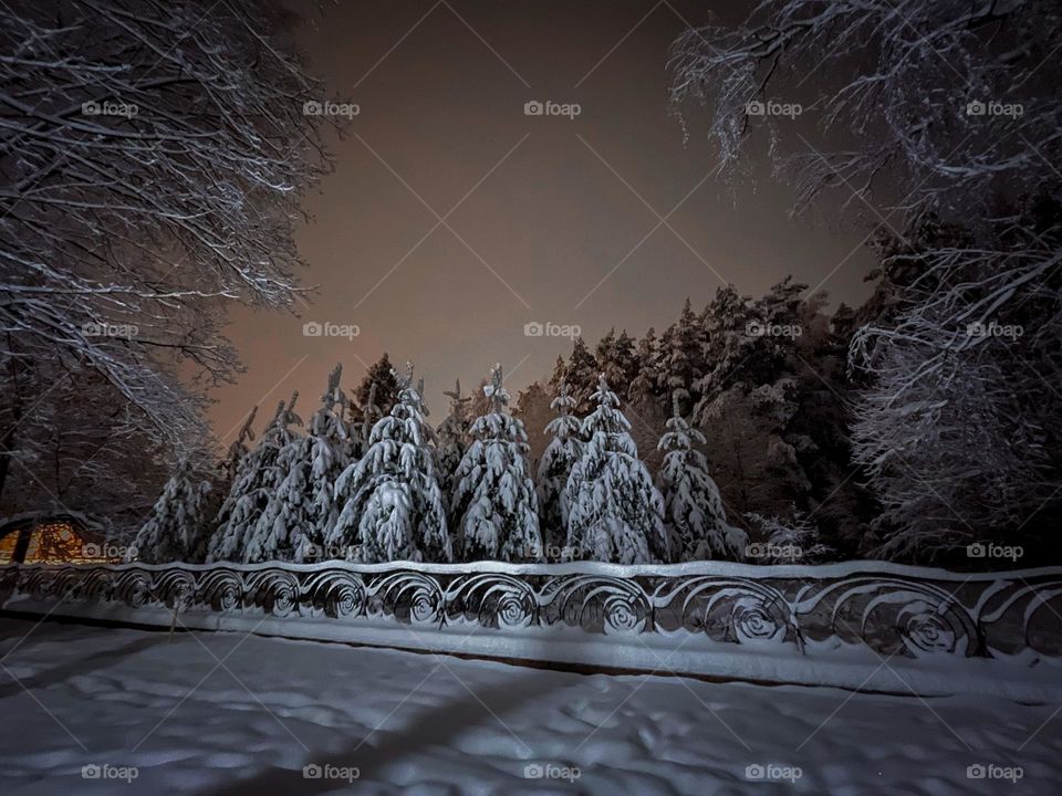 Winter forest at snowy night