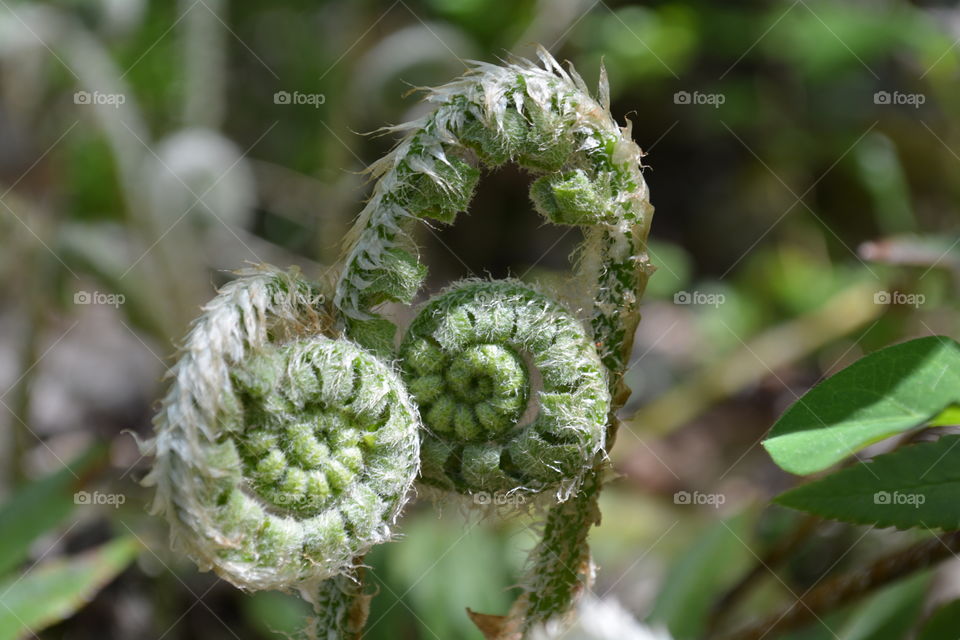 Young ferns unraveling in the sun / fiddle heads