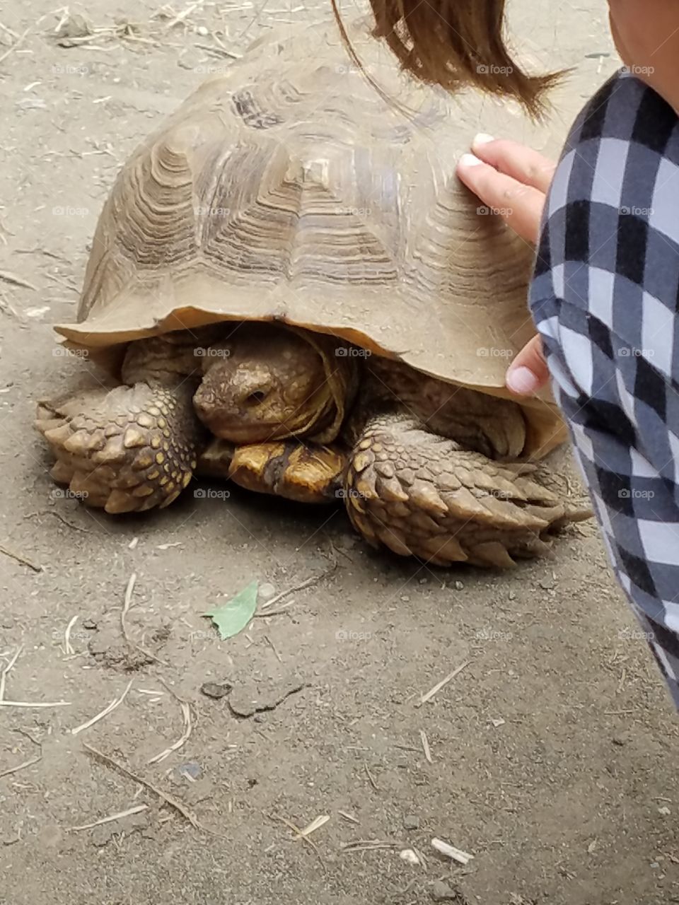 tortoise