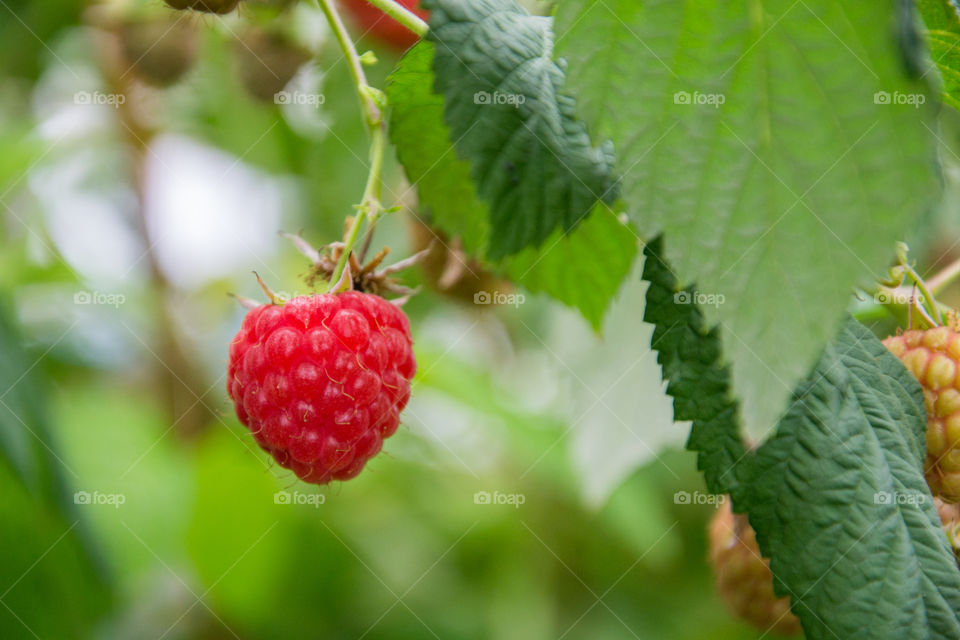 Raspberry bushes on a farm were tou can pick for your self outside Malmö in Sweden.