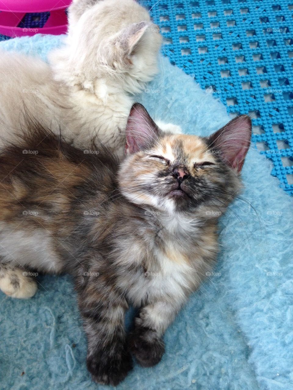 Calico kitten taking  a nap