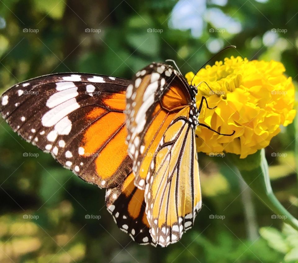 beautiful butterfly in bright sunshine.