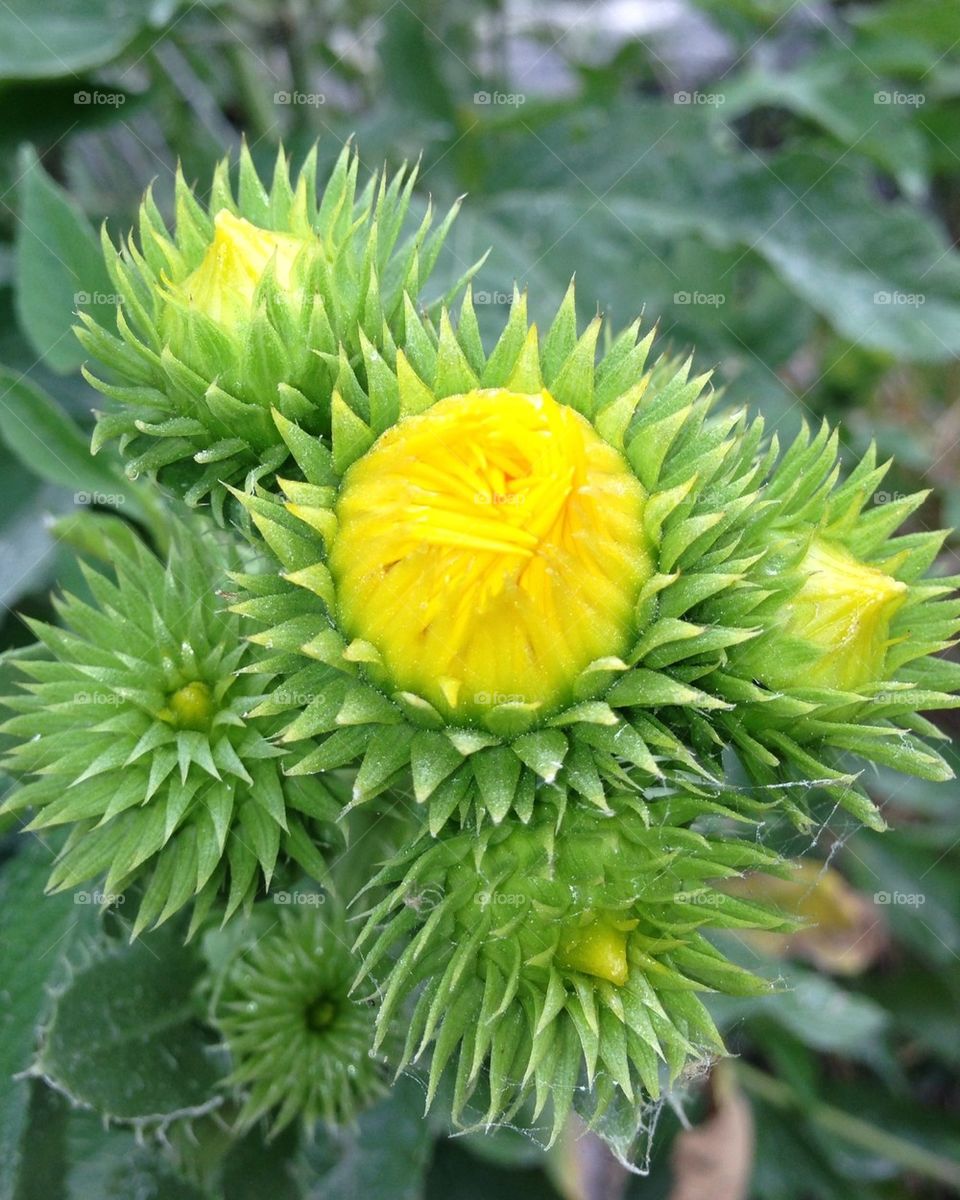 Saw-Leaf Daisy Buds