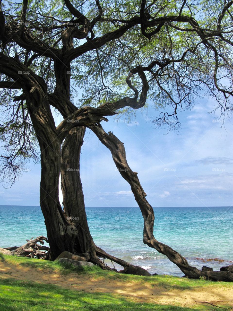 Tree by the beach with calm pacific waters in background