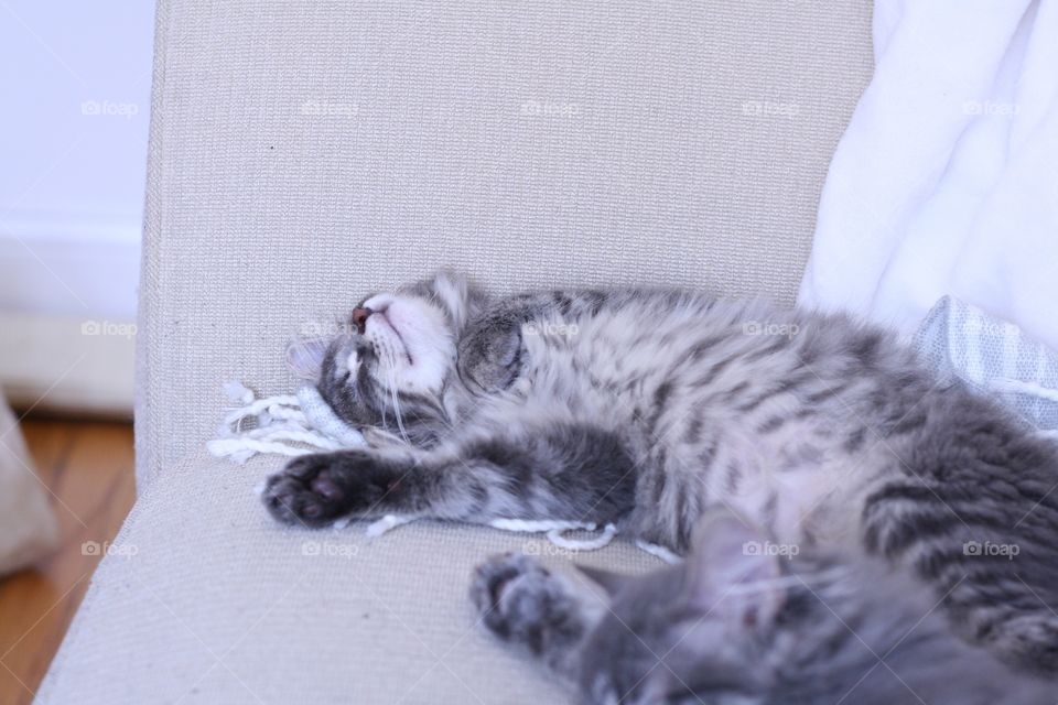 Couch kitten 