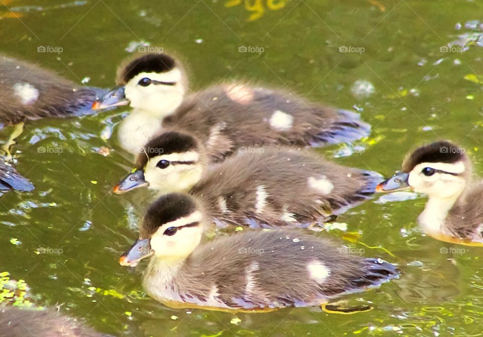 Beautiful, adorable baby wood ducks swimming in the pond with their Mom and siblings. Photo was taken at the Dominion Arboretum in Ottawa, Ontario, Canada in May 2018. 