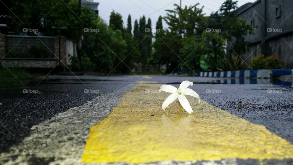 Flower in the road