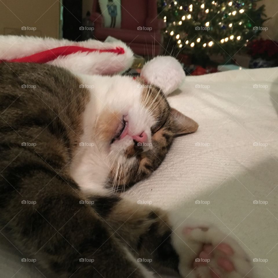 Christmas cat nap