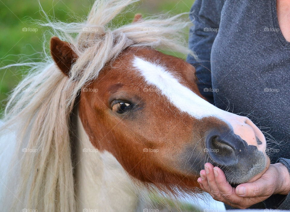 Horse cuddling with woman outdoors