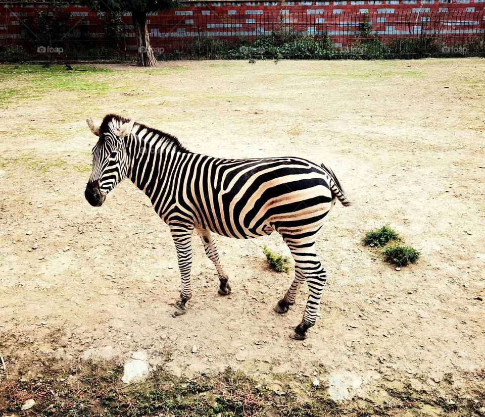 Zebra's life - black and white