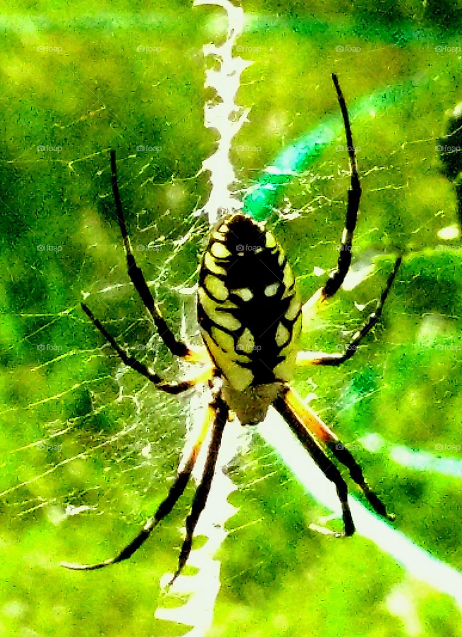 garden spider in her web