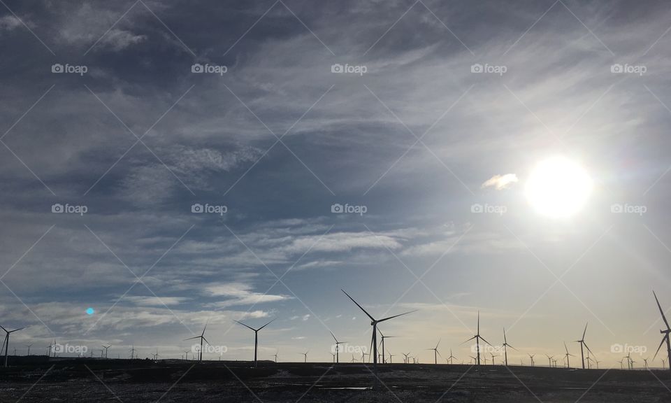 Field of Windmills 