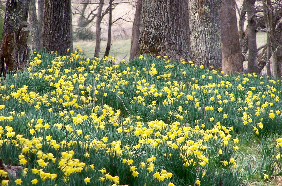 Spring Daffodils 