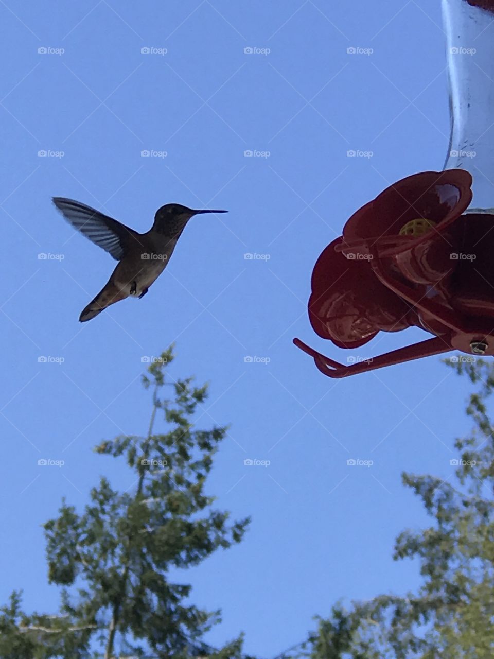 A hummingbird approaching a bird feeder 