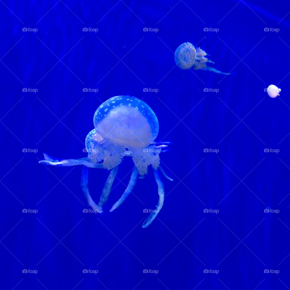 Mood blue jellyfish in Toronto Riplys aquarium 