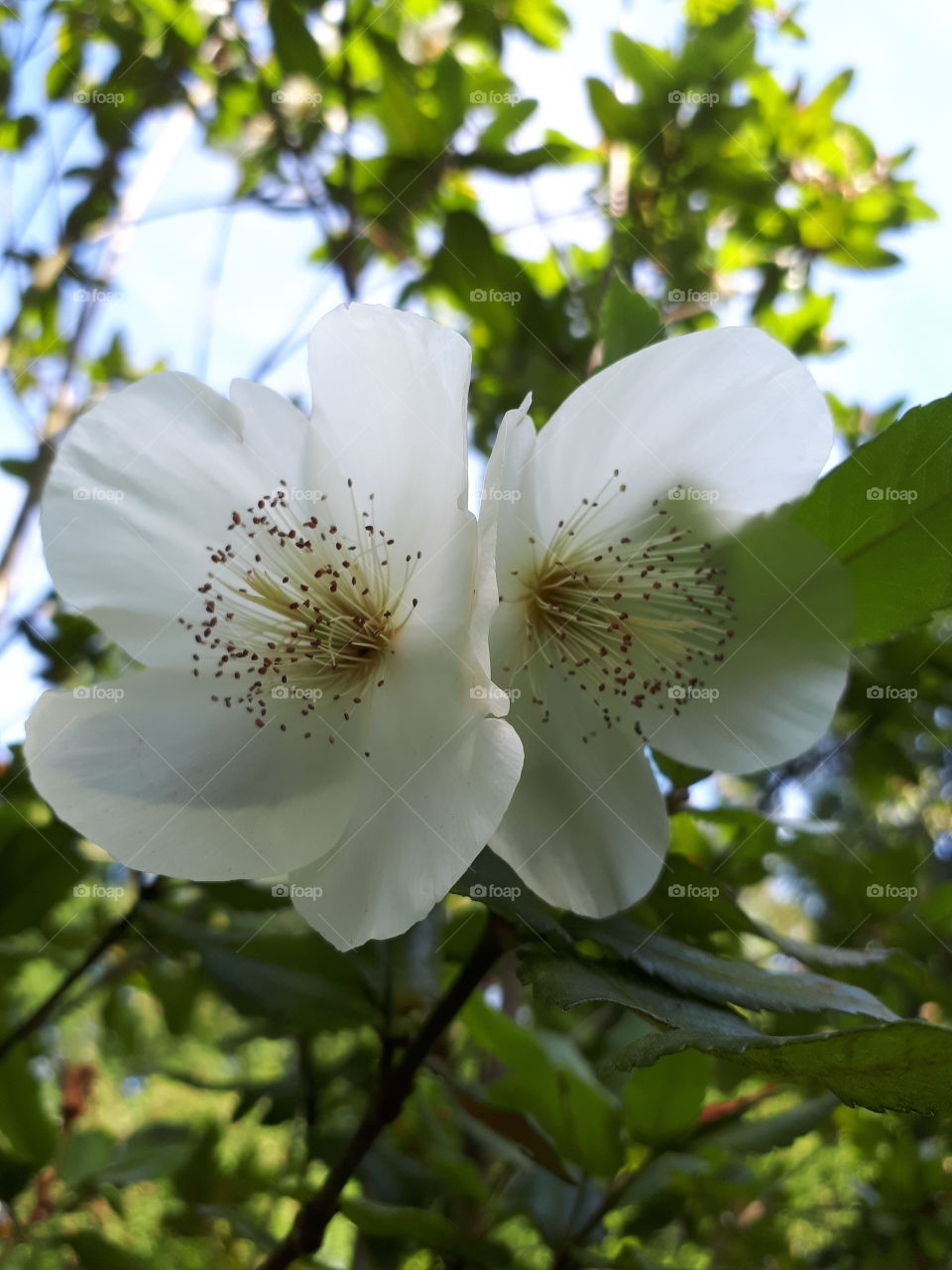 Beautiful White Flowers