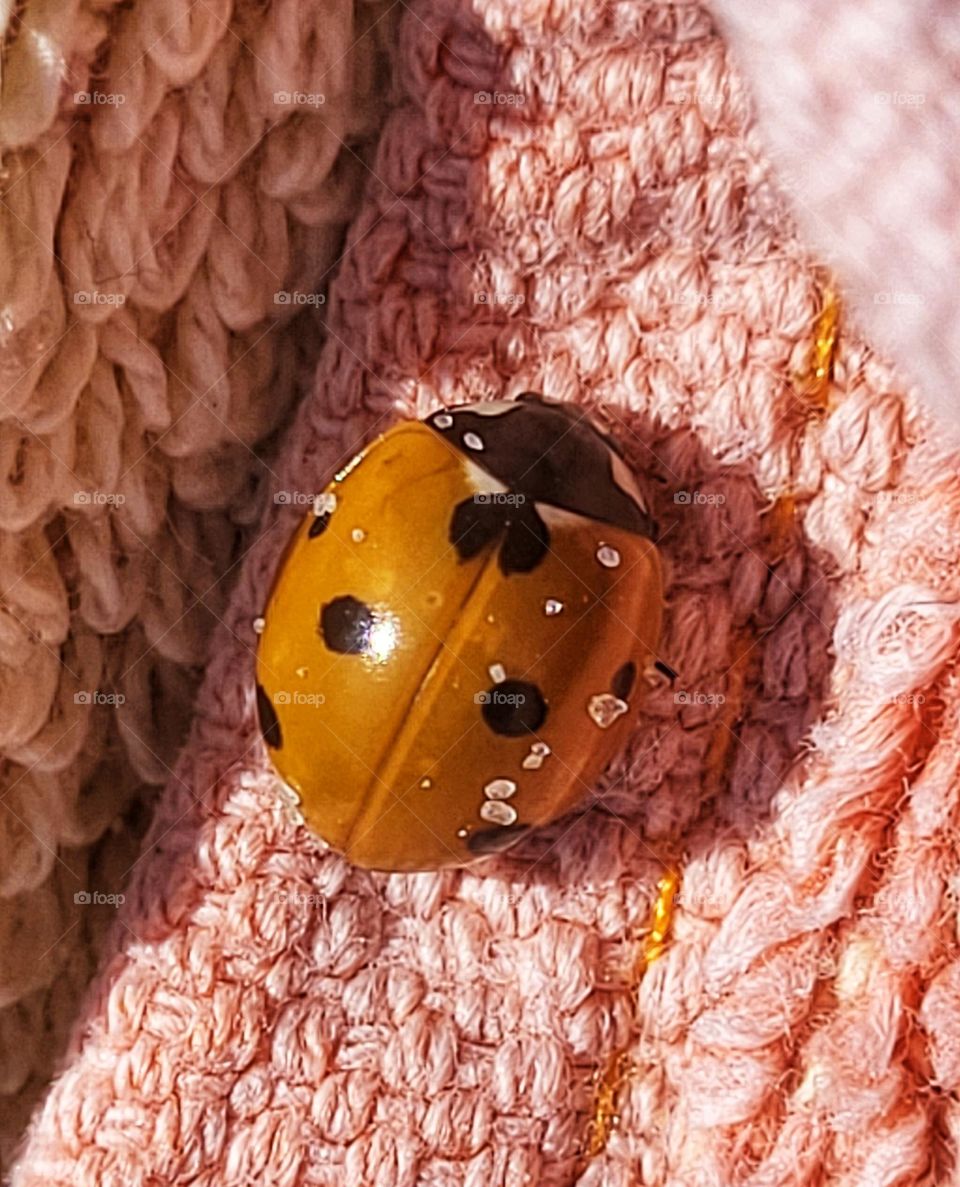 Insect on the beach