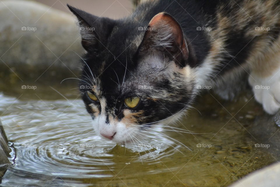 Calico cat drinking