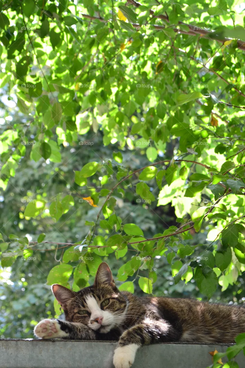 nature
