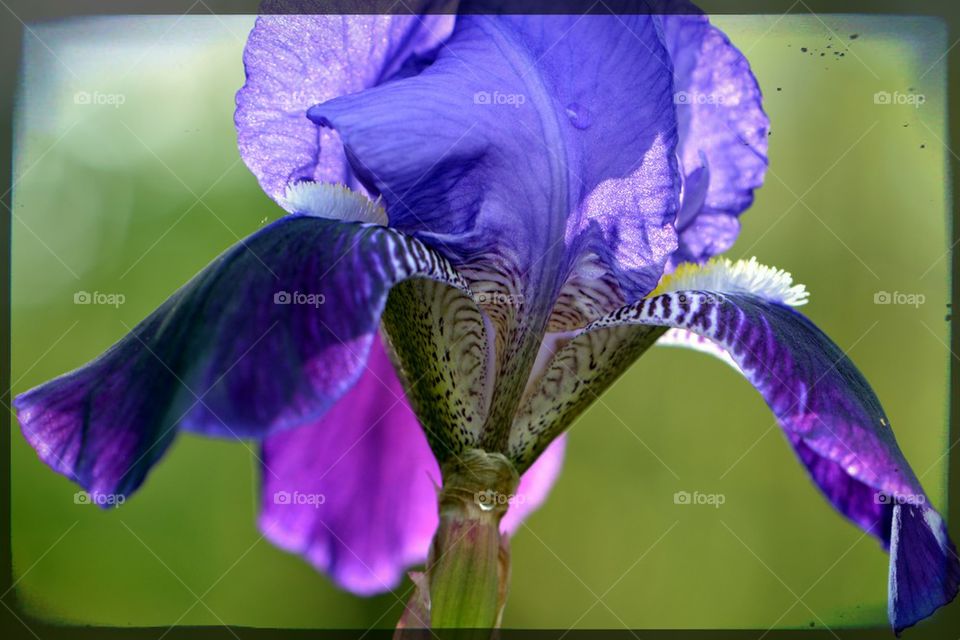 Iris flower