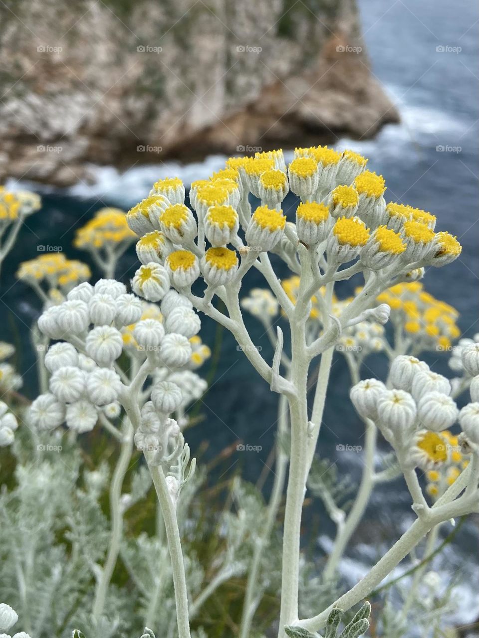 The early spring blossom of yellow flowers bursting from white buds with the background of the blue Adriatic Sea.