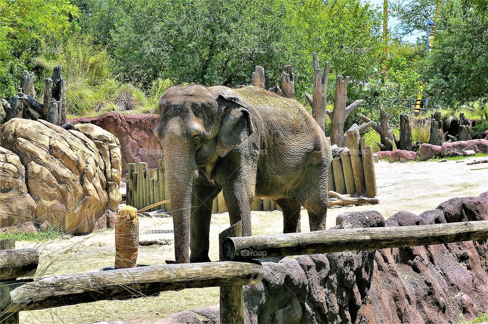 Elephant At The Zoo