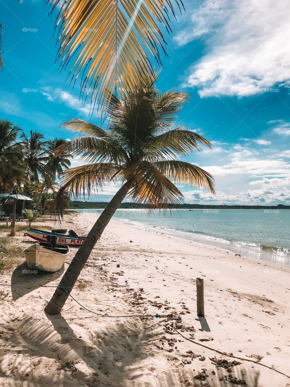 beautiful red crown beach Bahia Brazil