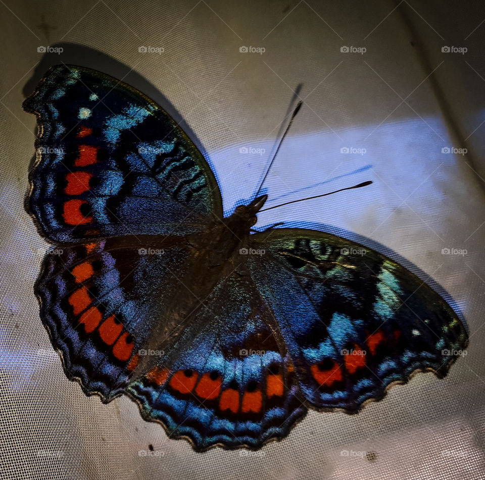 Blue and red butterfly