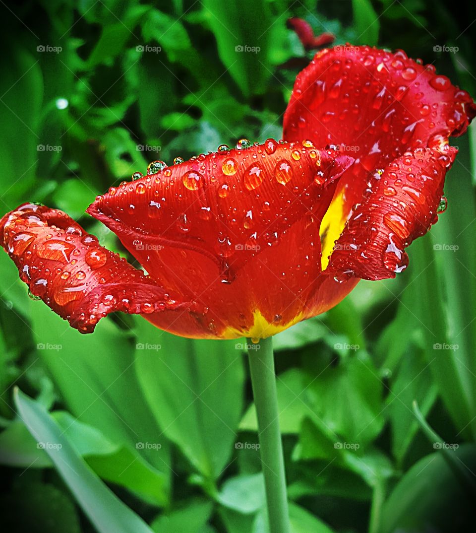 Water drops on red flower