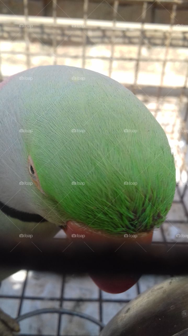 head of parrot