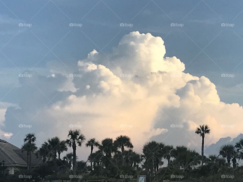 Clouds over the trees