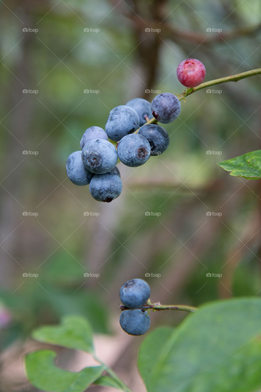 Blueberry bush 
