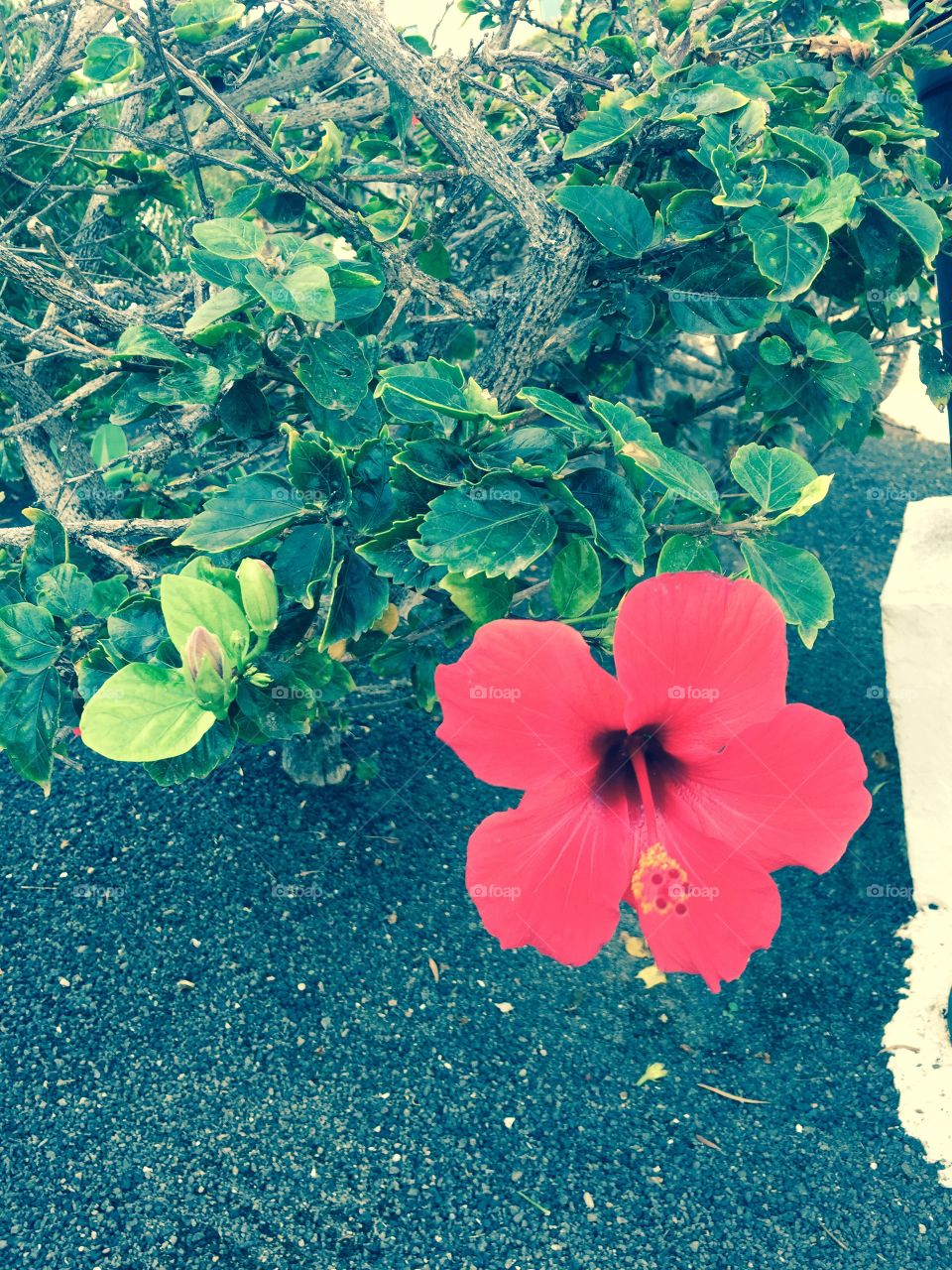Flor 🌺 de Lanzarote Islas Canarias 