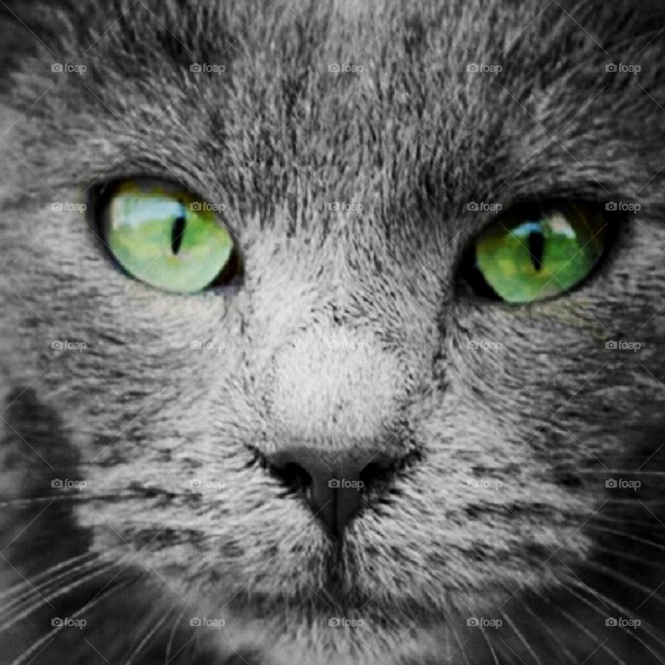 Ipnotic Cat. Gatto da occhi ipnotici
