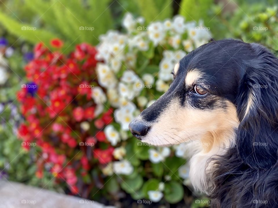 Foap Mission Animals Captured On Camera! Portrait Beautiful Black And Tan Long Haired Dachshund!