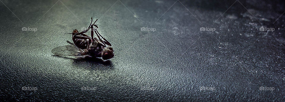 dead fly frozen dead chicken by mike.bliss.444