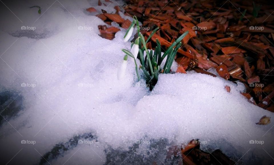 Battle: summer vs. spring mission